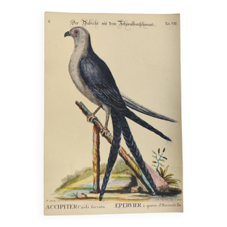 Gravure ancienne oiseau  -Èpervier à queue d'hirondelle- Planche zoologique de Seligmann & Catesby