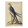 Old bird engraving - Swallow-tailed hawk - Zoological plate by Seligmann & Catesby