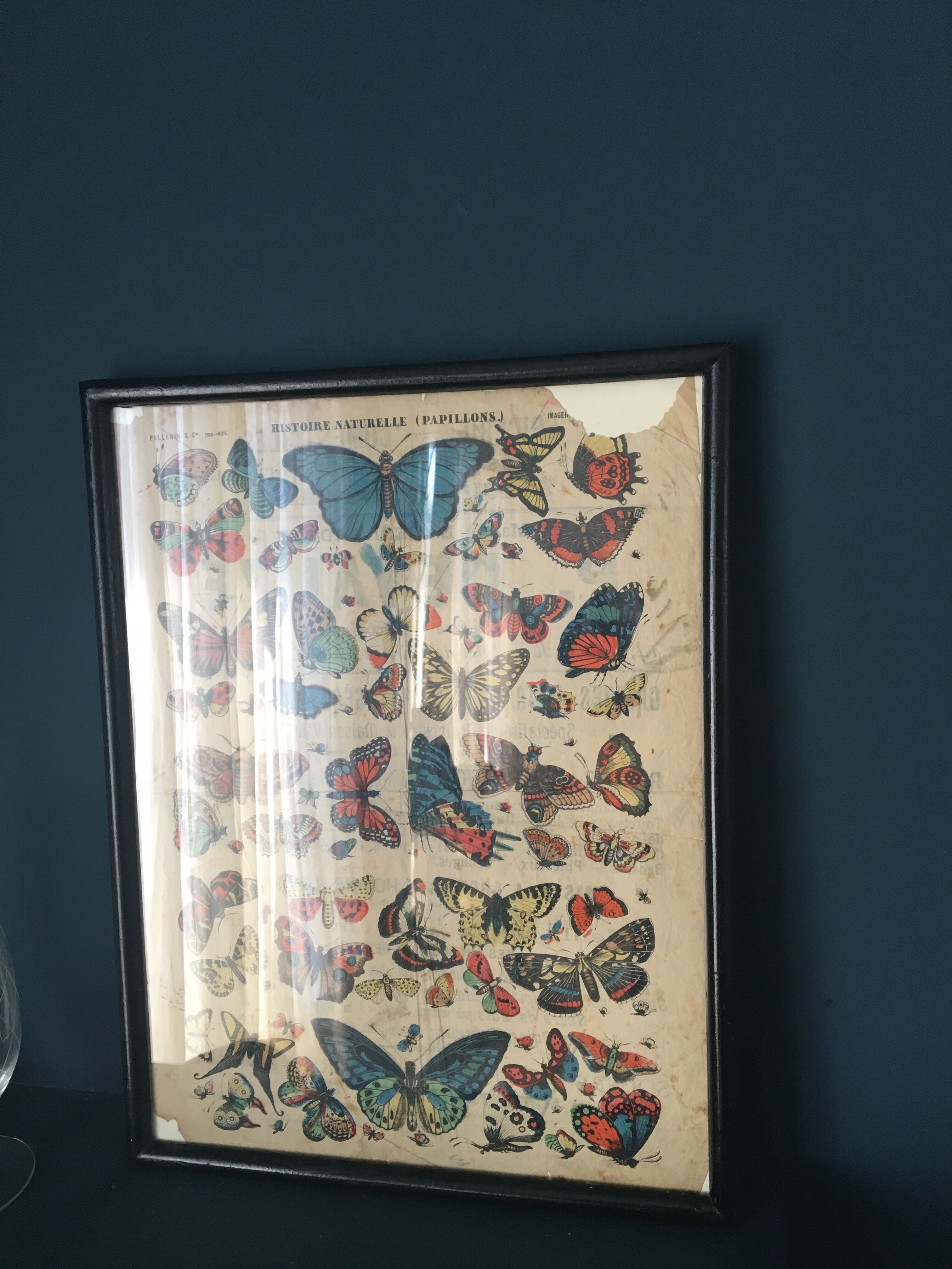 Naturalist butterfly poster, early 20th century