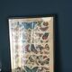 Naturalist butterfly poster, early 20th century