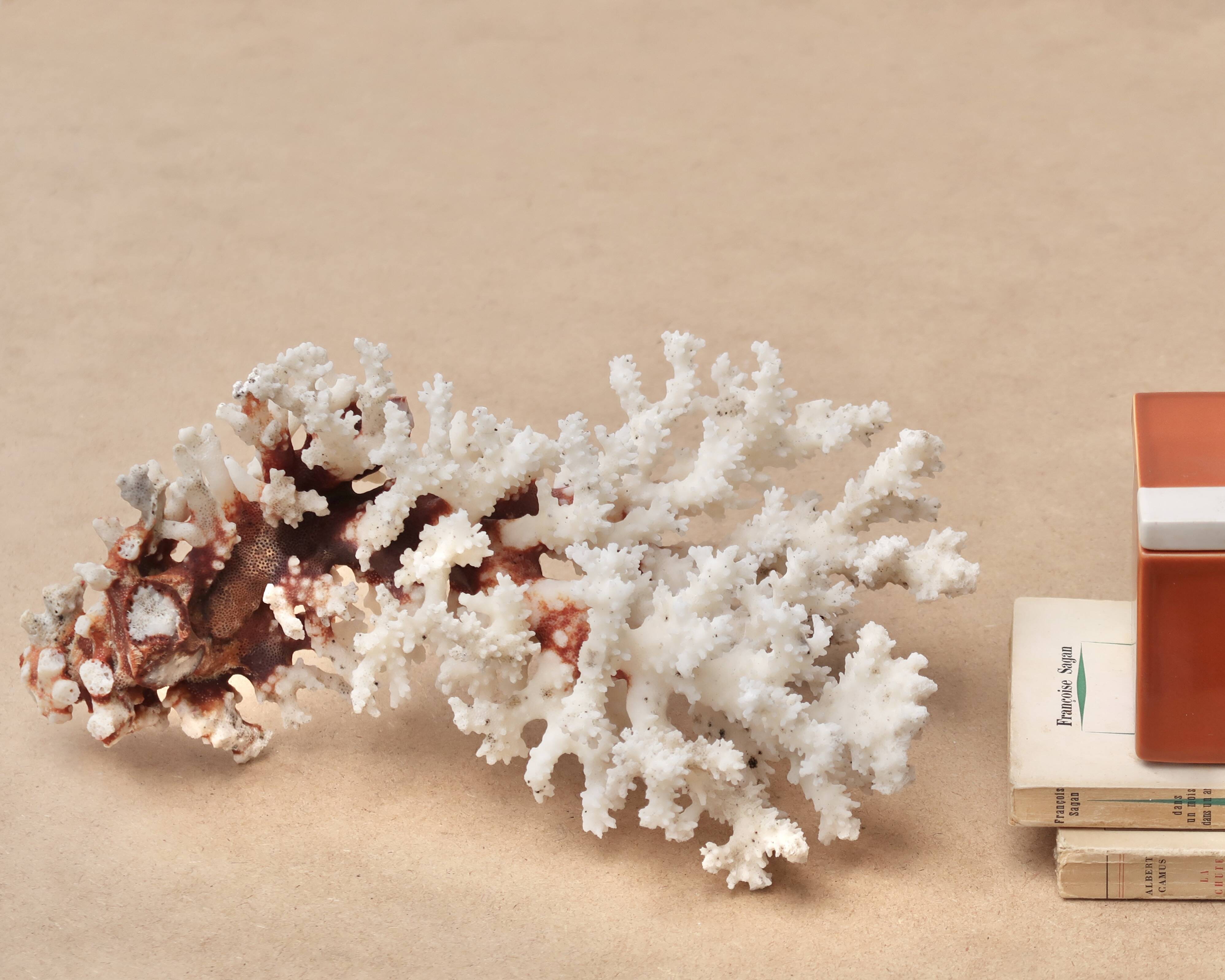 Corail blanc naturel, années 70