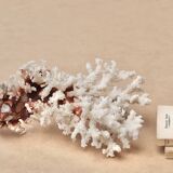 Imposing natural white coral, 70s