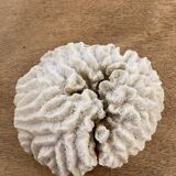 White coral 15cm