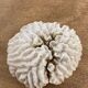 White coral 15cm
