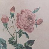 Lithograph PJ Redouté