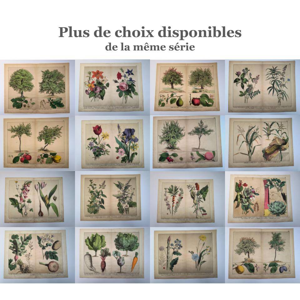 Planche botanique 1870. Arbres : Bouleau et Pin. Gravure ancienne