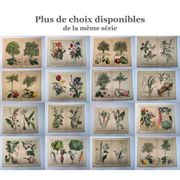 Planche botanique 1870. Arbres : Bouleau et Pin. Gravure ancienne
