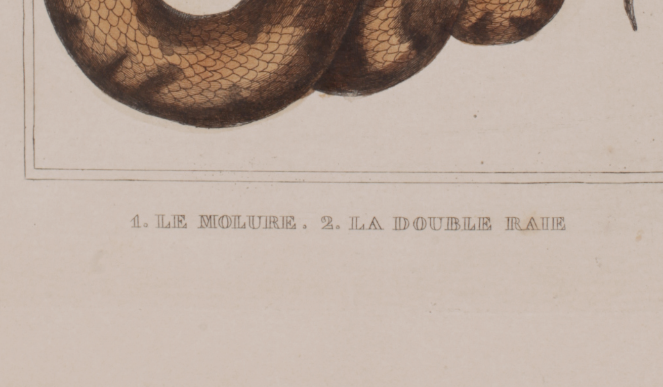 Lithography engraving vintage snake - Buffon 1850