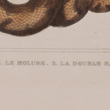 Lithography engraving vintage snake - Buffon 1850