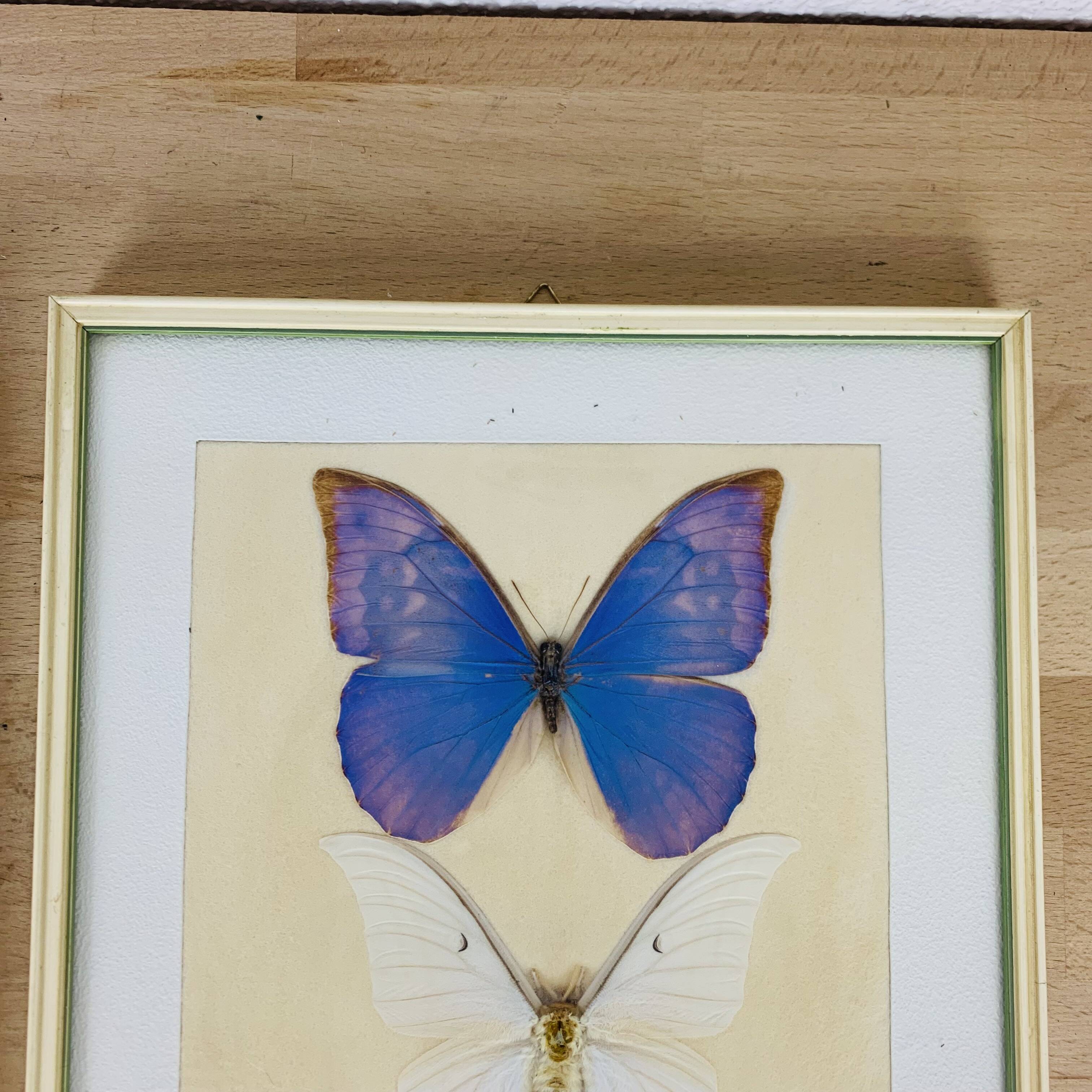 2 vintage naturalized butterfly frames