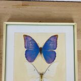2 vintage naturalized butterfly frames