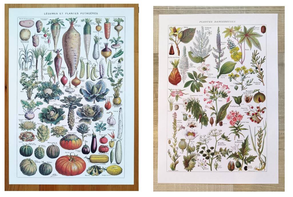 Set of two posters on vegetables and plants