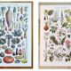 Set of two posters on vegetables and plants