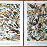 Duo de planches oiseaux