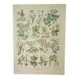 Gravure ancienne 1922, Plantes vénéneuses, flore, plante, fleur • Lithographie, illustration origina
