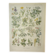 Old engraving 1922, Poisonous plants, flora, plant, flower • Lithograph, original illustration