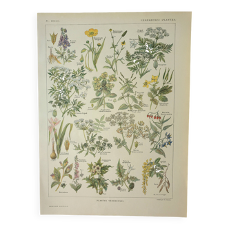 Old engraving 1922, Poisonous plants, flora, plant, flower • Lithograph, original illustration