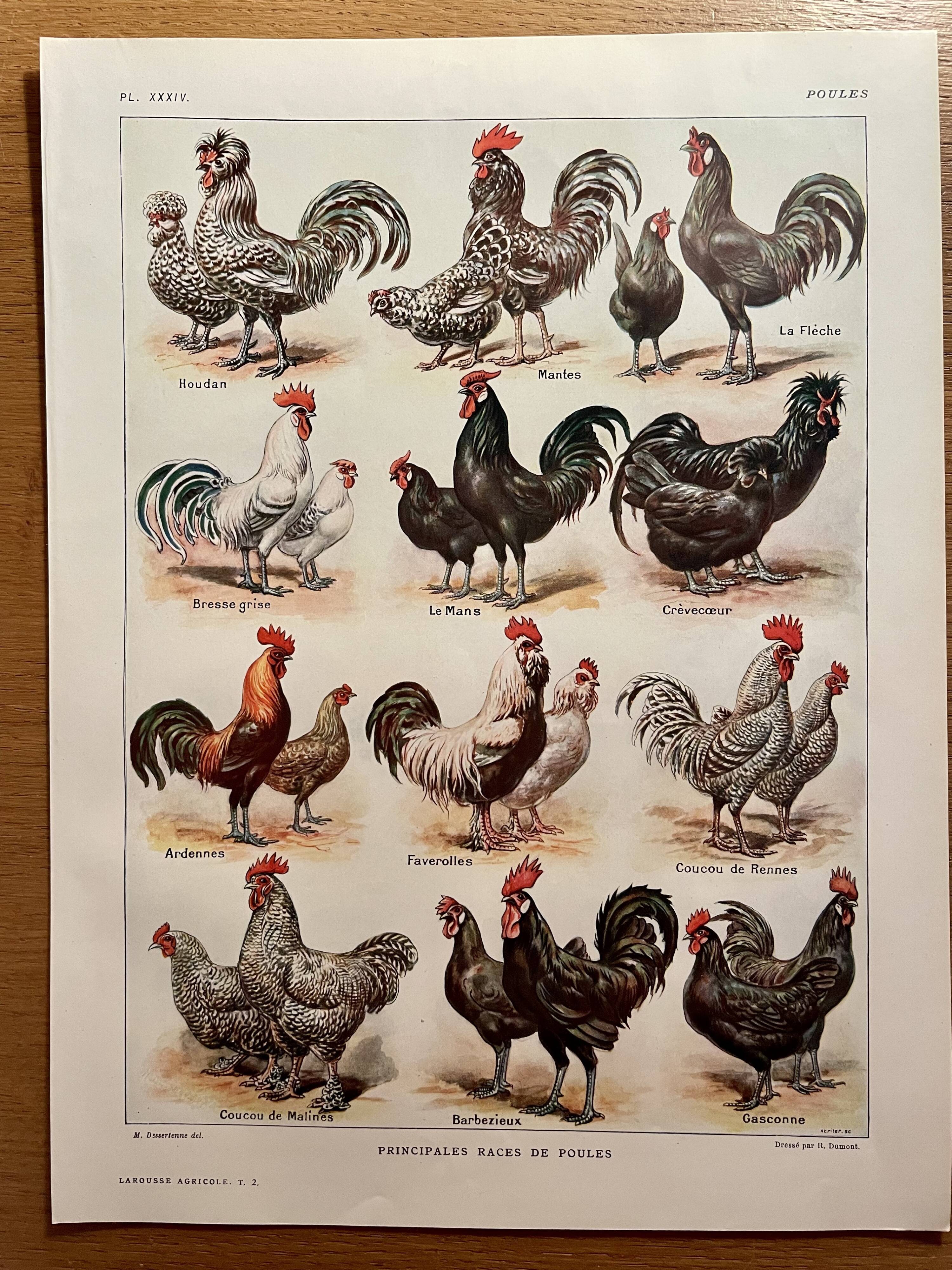 Lithograph on chickens (XXXIV) - 1920