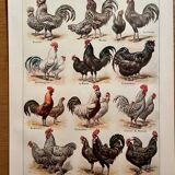 Lithograph on chickens (XXXIV) - 1920