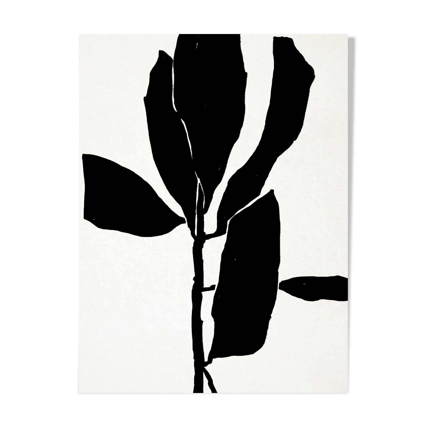 Botanical illustration in black, 50x70