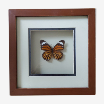 Butterfly frame