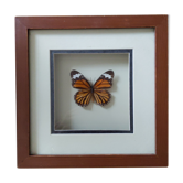 Cadre papillon
