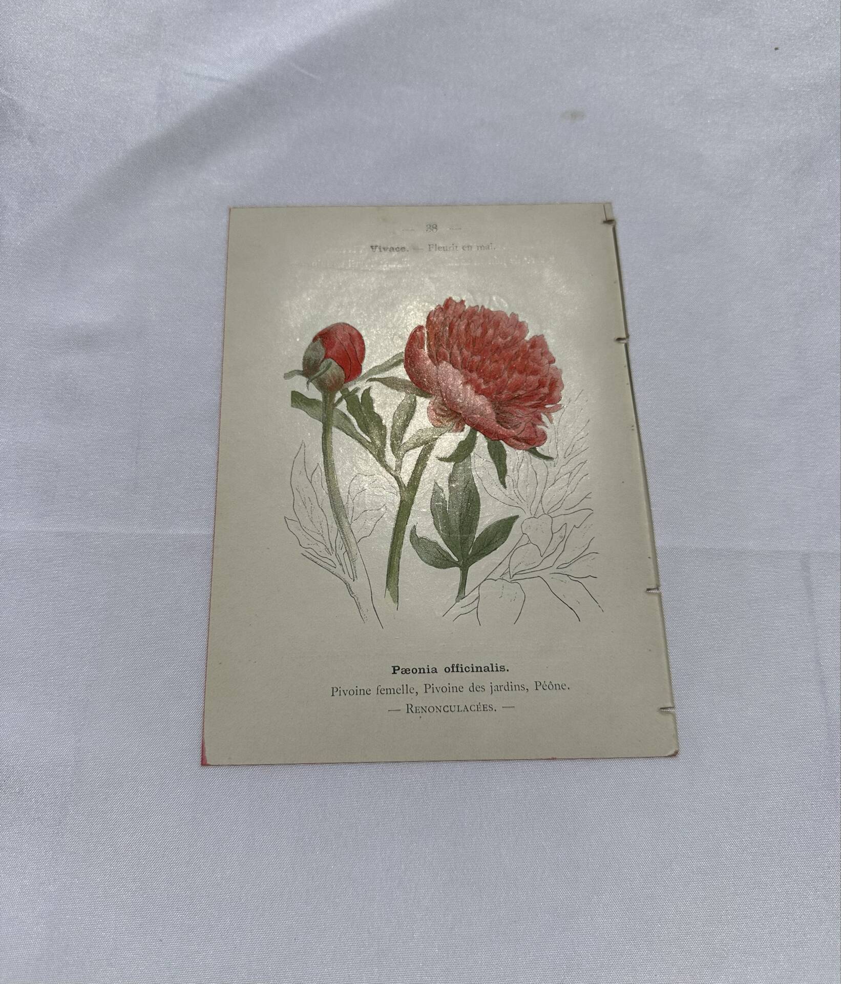 Gravure botanique originale  (1840-1880) double face  Superbe plan