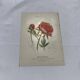 Gravure botanique originale  (1840-1880) double face  Superbe plan