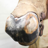 Victorian taxidermy toy horse, late 19th century.