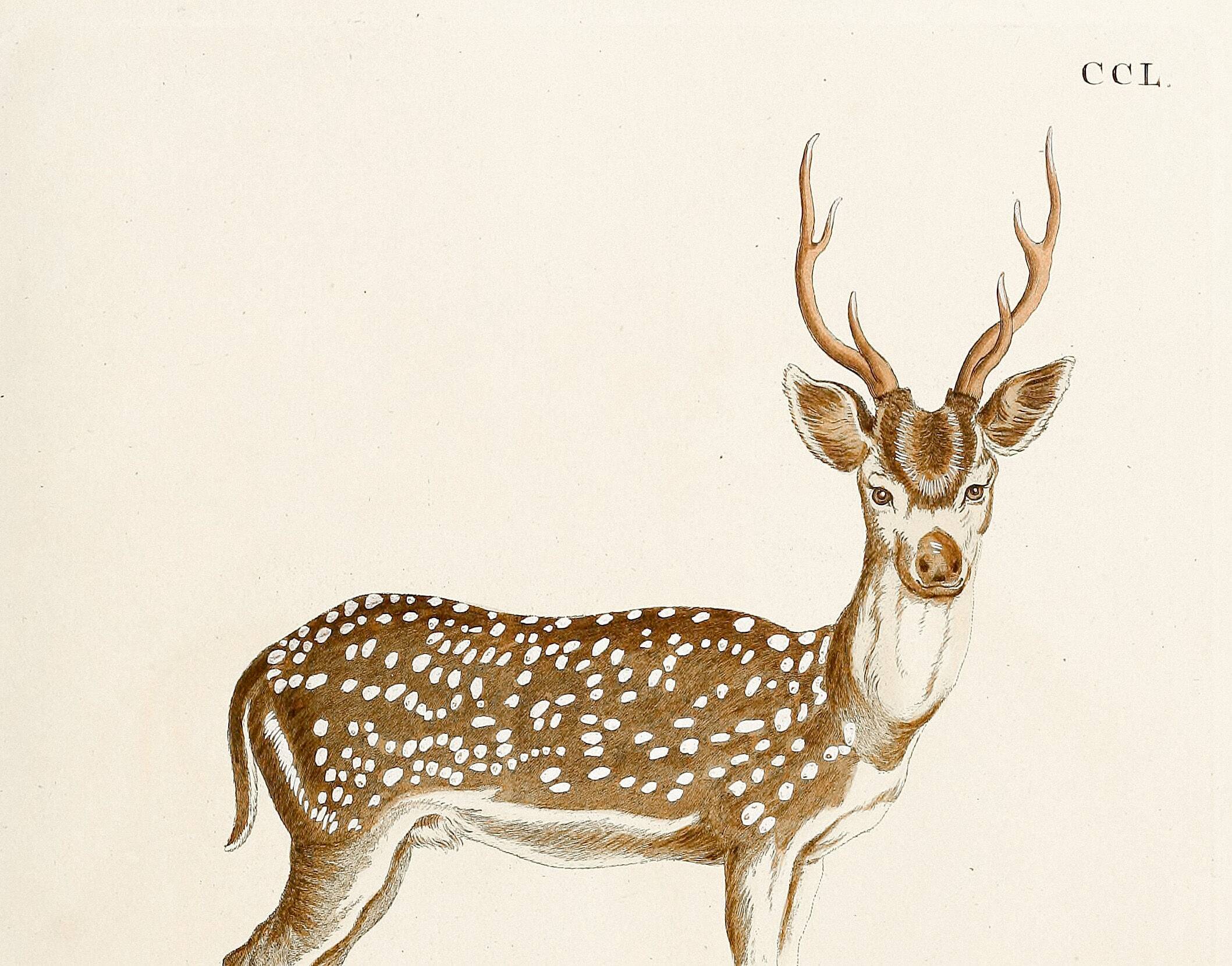 Poster about the axis deer, based on an old engraving from 1774.