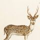 Poster about the axis deer, based on an old engraving from 1774.