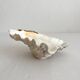 Natural shell holy water font empty pocket.