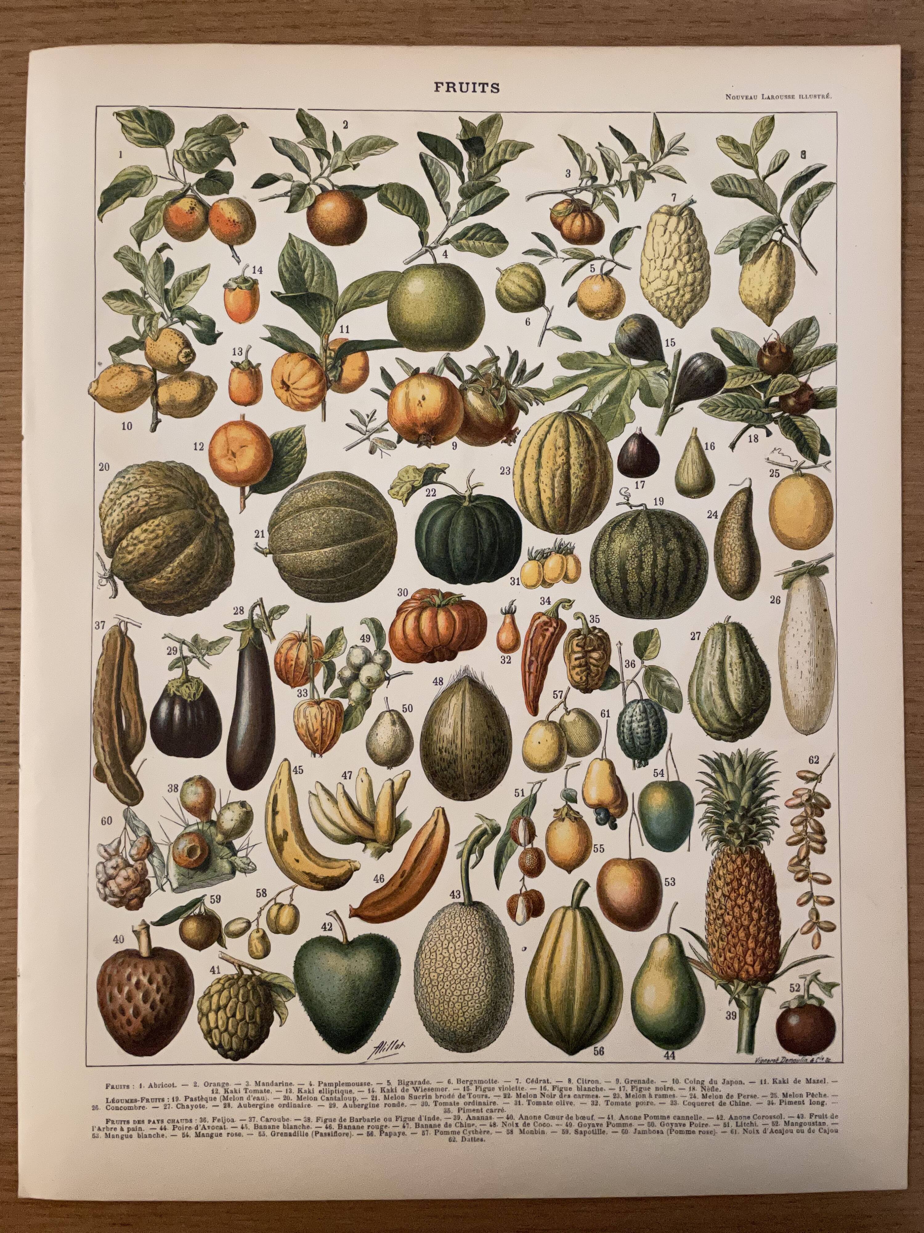 Lithograph engraving on fruits (melon) from 1897