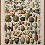 Lithograph engraving on fruits (melon) from 1897