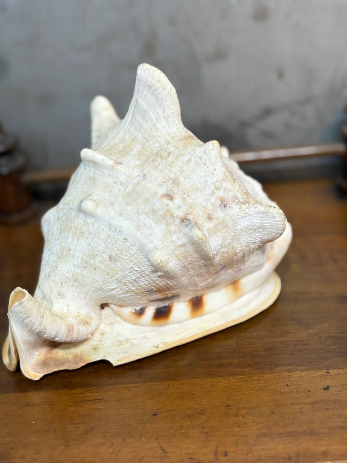 Ancient blackcurrant shell