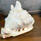 Ancient blackcurrant shell