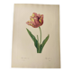 Antique botanical engraving -1955- Tulip - by PJ. Redouté. Vintage nature