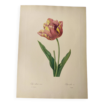 Antique botanical engraving -1955- Tulip - by PJ. Redouté. Vintage nature