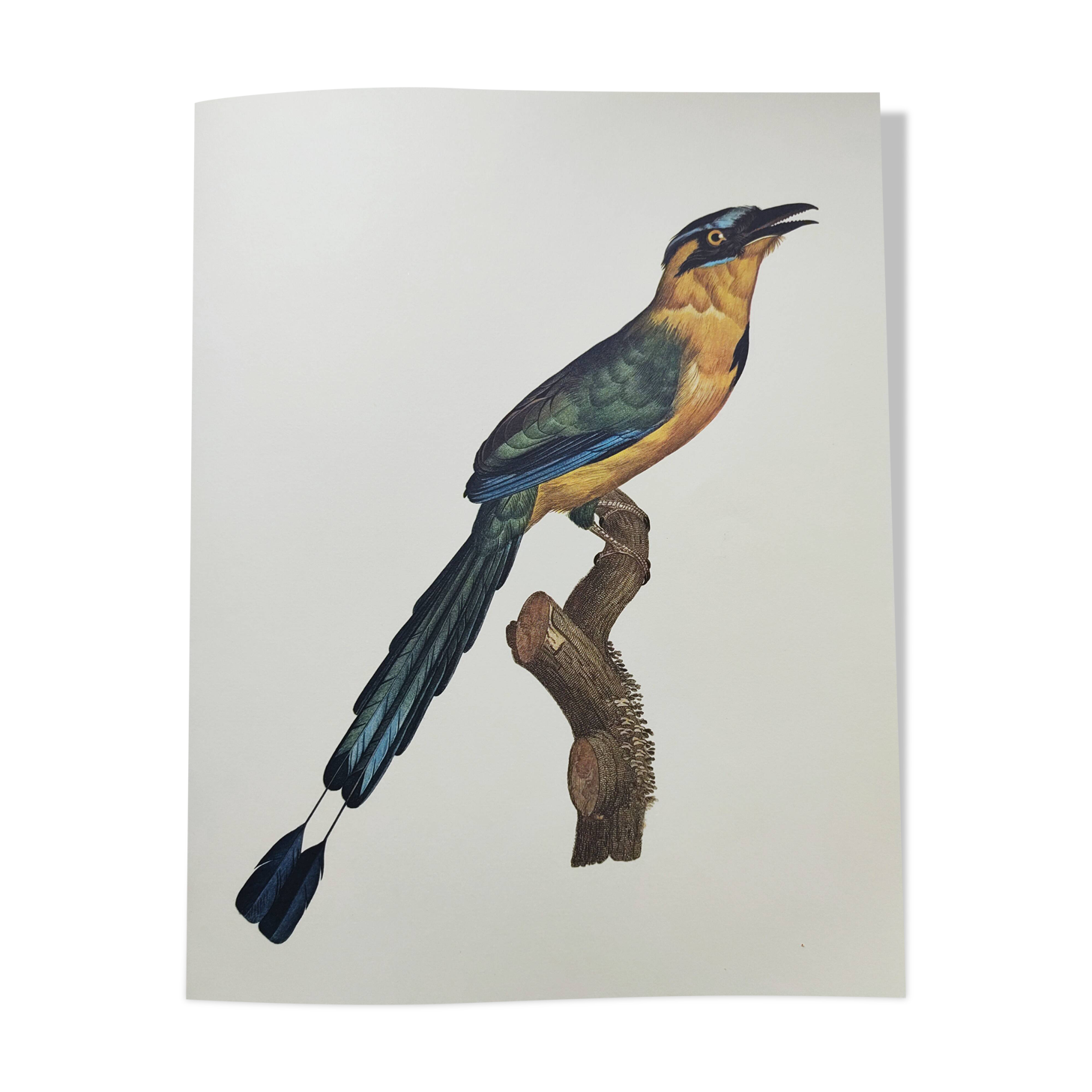 Old plate -Momot- Vintage ornithological illustration of birds