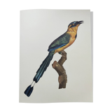 Old plate -Momot- Vintage ornithological illustration of birds