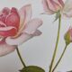Botanical illustration of rose - Madame Caroline Testout - Nature poster - Rose engraving