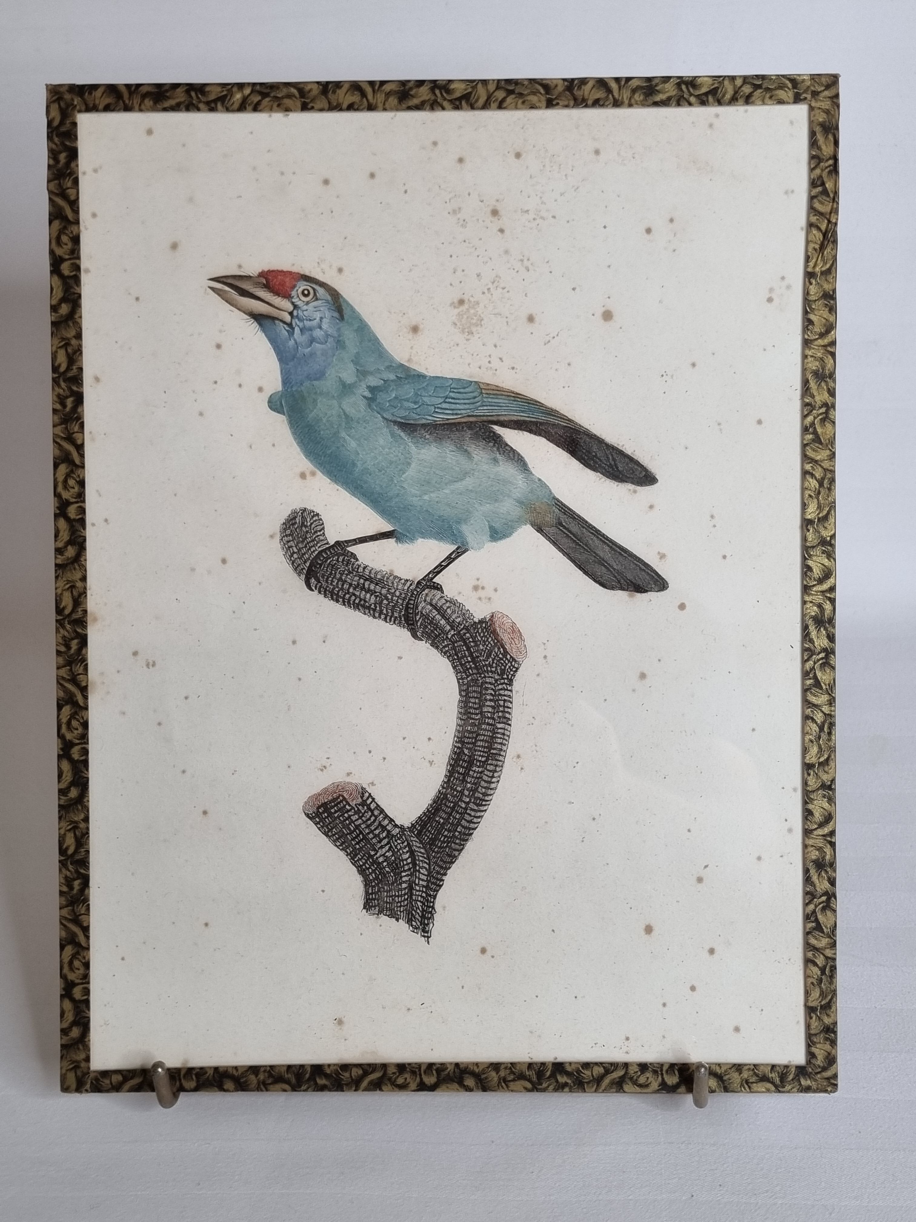 Original engraving of the early nineteenth century, Bearded with blue throat after Jacques Barraband (1806)