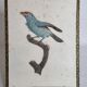 Original engraving of the early nineteenth century, Bearded with blue throat after Jacques Barraband (1806)