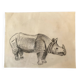 Rhinoceros Drawing