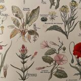 Lithograph weeds weeds - 1920