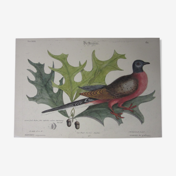 Engraving bird, pigeon, repro Catesby/Seligmann