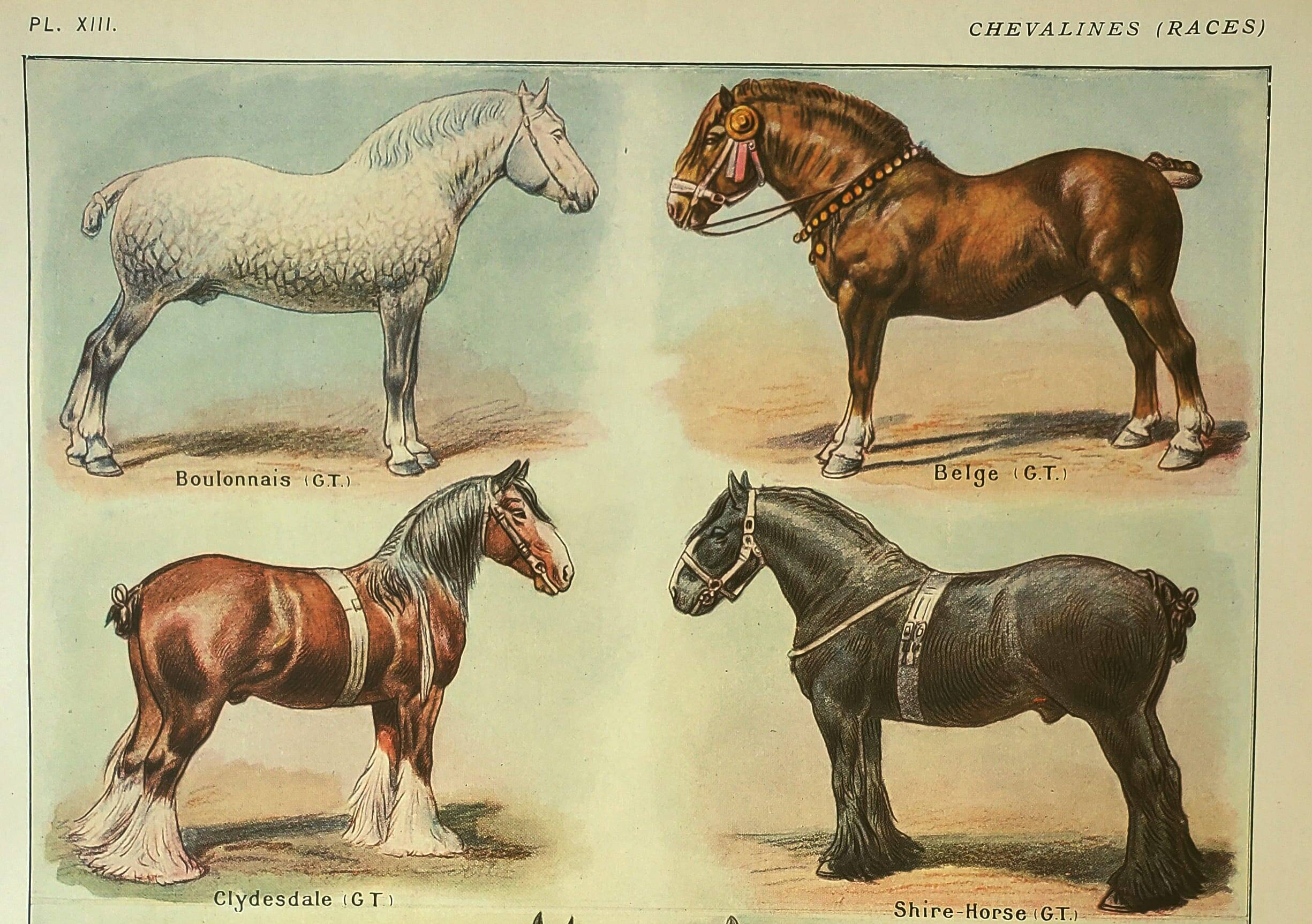 Old engraving 1921 - Horse Breed (2) vintage horse plate