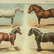 Old engraving 1921 - Horse Breed (2) vintage horse plate