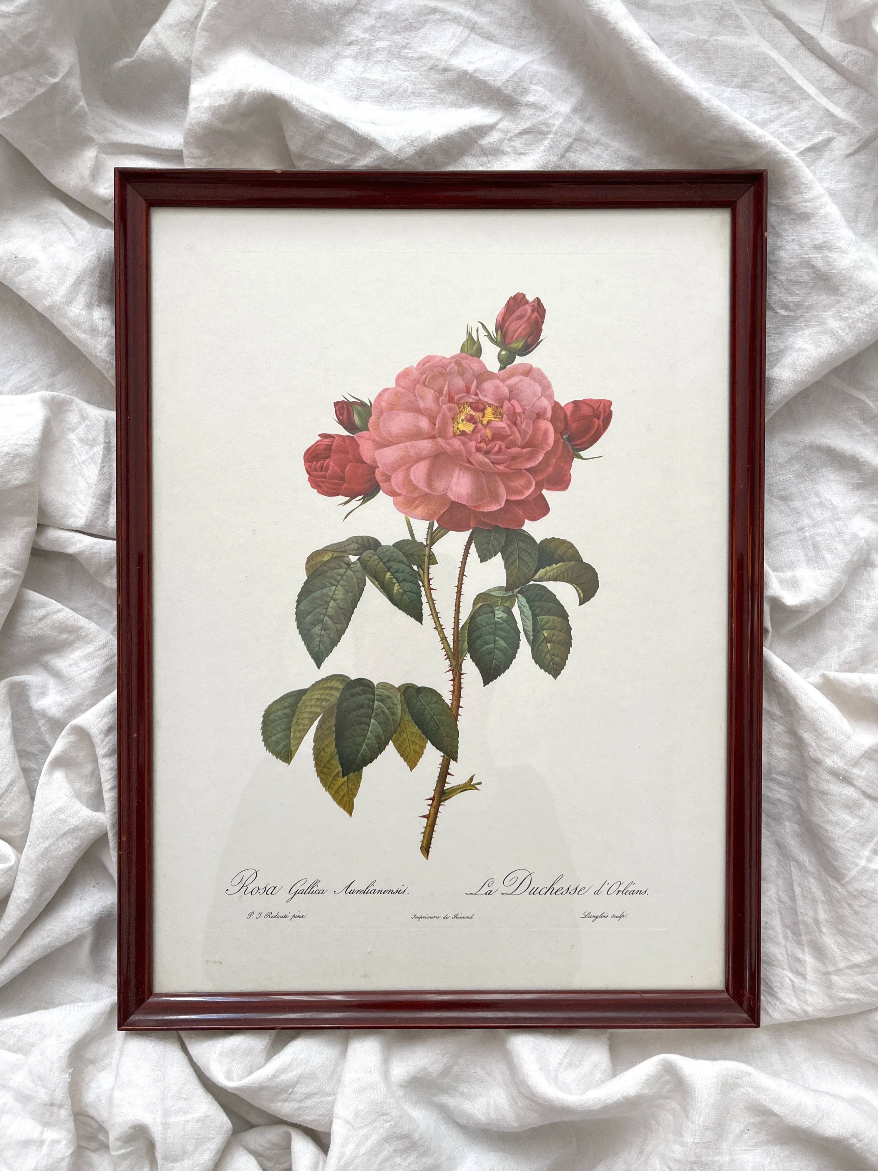 Framed lithograph roses Pierre Joseph Redouté, vintage botanical poster
