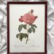 Framed lithograph roses Pierre Joseph Redouté, vintage botanical poster
